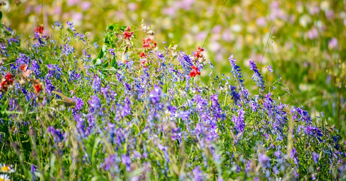 Flower and Botanical Baby Names: Lily #24, Ivy #36, Willow #41, Juniper's 100x Rise