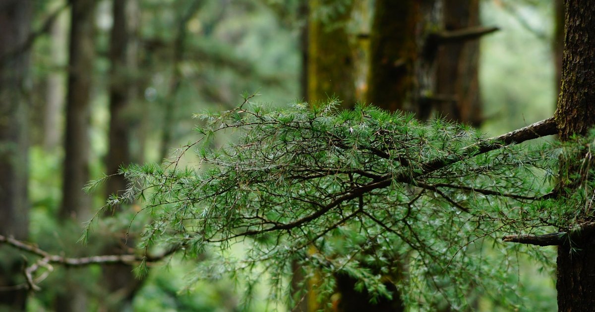 Nature-Inspired Baby Names: The Complete 2024 Guide